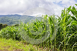 Rows and Rows of fresh unpicked corn