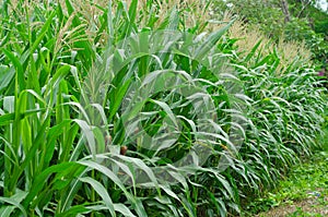Rows and Rows of fresh unpicked corn.