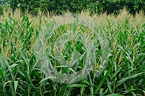 Rows and Rows of fresh unpicked corn.