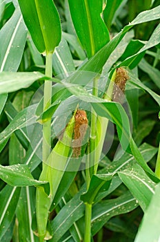 Rows and Rows of fresh unpicked corn.