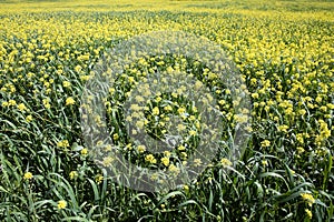 Rows and rows of mustard flowers