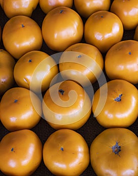 Rows and Rows of Orange Tomatoes