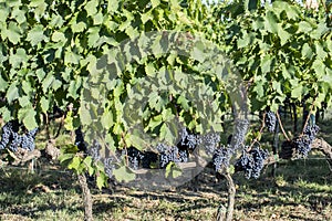 Rows of Sangiovese grapes in Montalcino in Tuscany