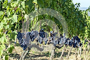 Rows of Sangiovese grapes in Montalcino in Tuscany