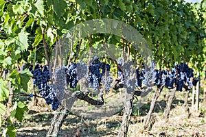 Rows of Sangiovese grapes in Montalcino in Tuscany
