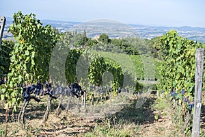 Rows of Sangiovese grapes in Montalcino in Tuscany photo