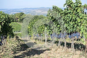 Rows of Sangiovese grapes in Montalcino in Tuscany photo