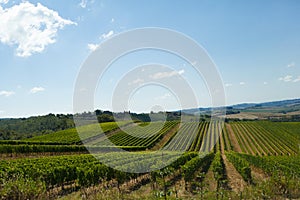 Rows of Sangiovese grapes in Tuscany