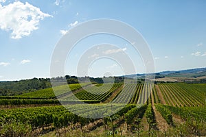 Rows of Sangiovese grapes in Tuscany photo