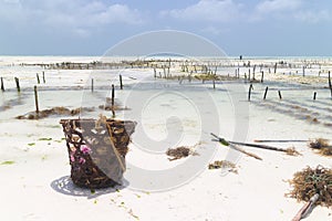 Rows of seaweed on a seaweed farm, Paje, Zanzibar island, Tanzania photo