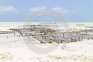 Rows of seaweed on a seaweed farm, Paje, Zanzibar island, Tanzania