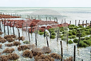 Rows of seaweed on a seaweed farm