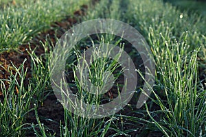 Rows of seedlings of cereal crops in dew drops on an autumn sunny day, close-up