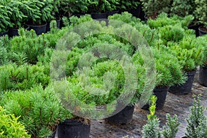 Rows of seedlings of coniferous trees in pots