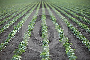 Rows of seedlings on the farm