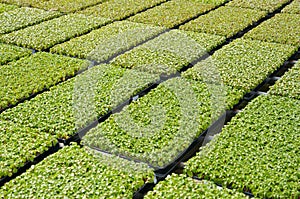 Rows of seedlings in a nursery