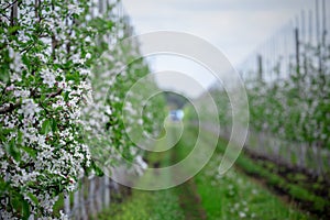 Rows of seedlings with road. Lush flowering young apple trees