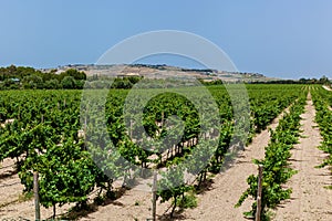 Rows of seedlings of young grapes