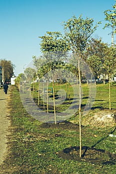 Rows of seedlings of young rowan trees with round crowns