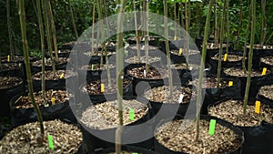 rows of seedlings of young tall trees in plastic black pots or tubs ready for planting in a plant nursery.