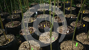 rows of seedlings of young tall trees in plastic black pots or tubs ready for planting in a plant nursery.