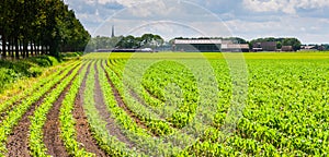 Rows of silage maize plants in a rural landscape