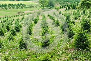 The rows of small Christmas at the Christmas tree farm during th