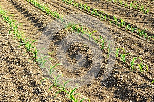 Rows of small corn plants from organic farming in Italy