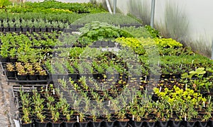 Rows of small plants inside a polytunnel