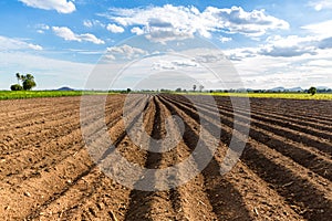 Rows of soil before planting. Furrows row pattern in a plowed field prepared for planting crops in spring. view of land prepared f