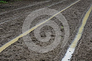 Rows of soil before planting  in rain season  thailand.