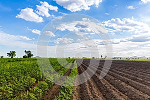 Rows of soil before planting and Rows of young cassava plant in countryside farmland . Baby cassava or manioc plant farm pattern i