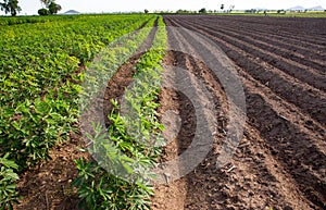 Rows of soil before planting and Rows of young cassava plant in countryside farmland . Baby cassava or manioc plant farm pattern i