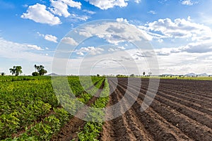 Rows of soil before planting and Rows of young cassava plant in countryside farmland . Baby cassava or manioc plant farm pattern i