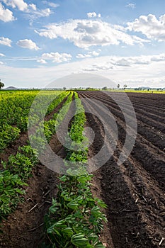 Rows of soil before planting and Rows of young cassava plant in countryside farmland . Baby cassava or manioc plant farm pattern i