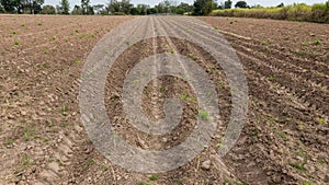 Líneas de suelo líneas de joven mandioca planta en campo tierra agricola . un nino mandioca o planta patrón en arado 