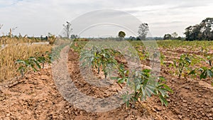 Líneas de suelo líneas de joven mandioca planta en campo tierra agricola . un nino mandioca o planta patrón en arado 