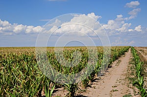 Rows of sorghum in a field under a cloud filled sky