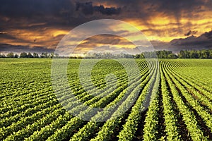 Rows of soy field plants in sunset