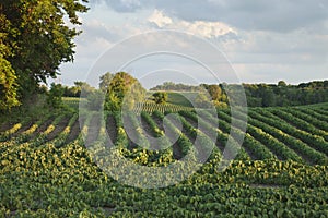 Rows of soybeans in a field with trees late afternoon