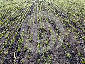 Rows of sprouting barley in spring