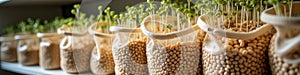 Rows of sprouting seeds in white mesh bags on shelves