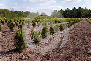 Rows of spruce, thuja, thuya bushes on tree nursery farm. Little coniferous tree seedlings for sale. Decorative plants farm