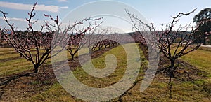 Rows of stone fruit trees in an orchard