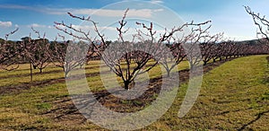 Rows of stone fruit trees in an orchard