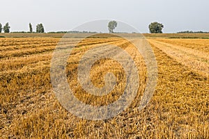 Rows of straw and stubble