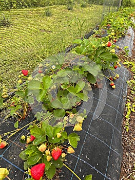 rows of strawberries in the garden, strawberries under the net, strawberry bushes on the beds lined with fabric
