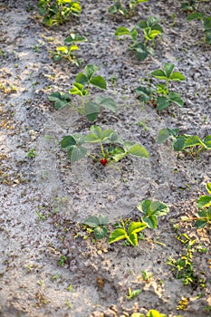 Rows of strawberries in the home garden in sandy soil at sunset