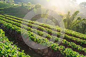 Rows of strawberries in a strawberry farm