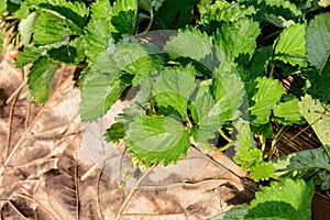 Rows of strawberries in a strawberry farm